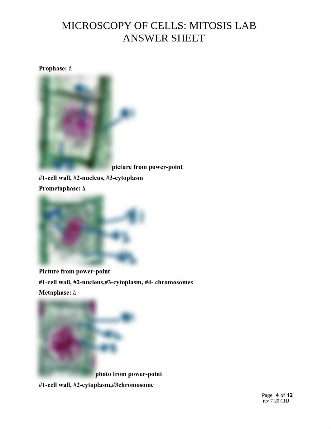 MITOSIS LAB ANSWER SHEET(3).pdf_d8epnz18wx2_page4