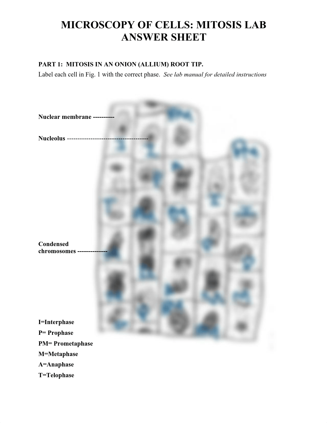 MITOSIS LAB ANSWER SHEET(3).pdf_d8epnz18wx2_page1