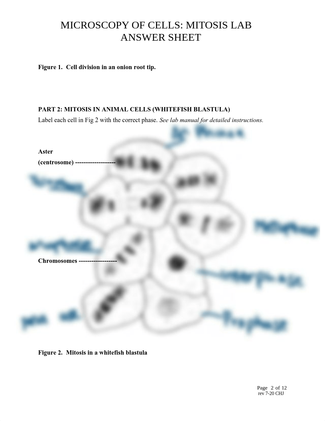 MITOSIS LAB ANSWER SHEET(3).pdf_d8epnz18wx2_page2