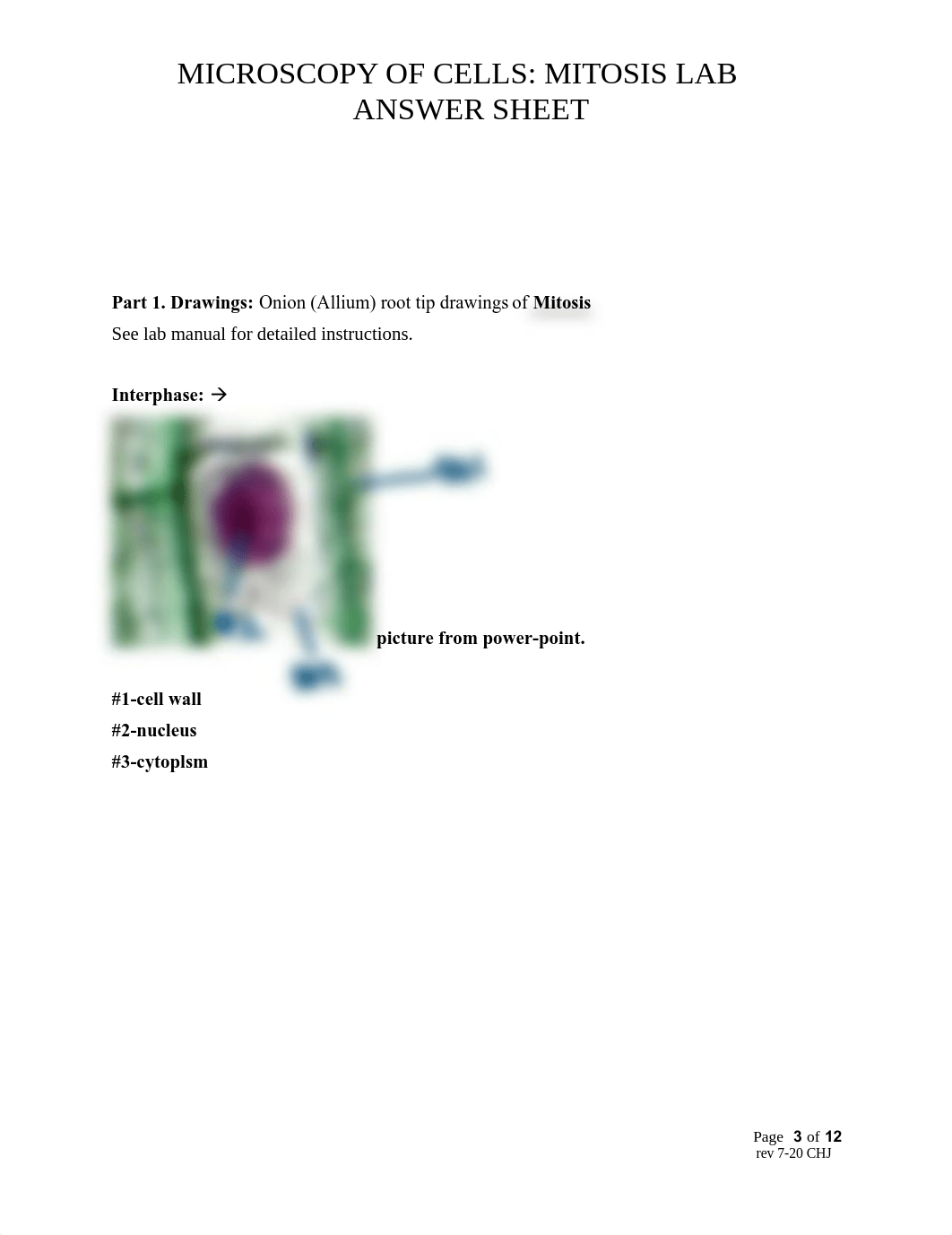 MITOSIS LAB ANSWER SHEET(3).pdf_d8epnz18wx2_page3