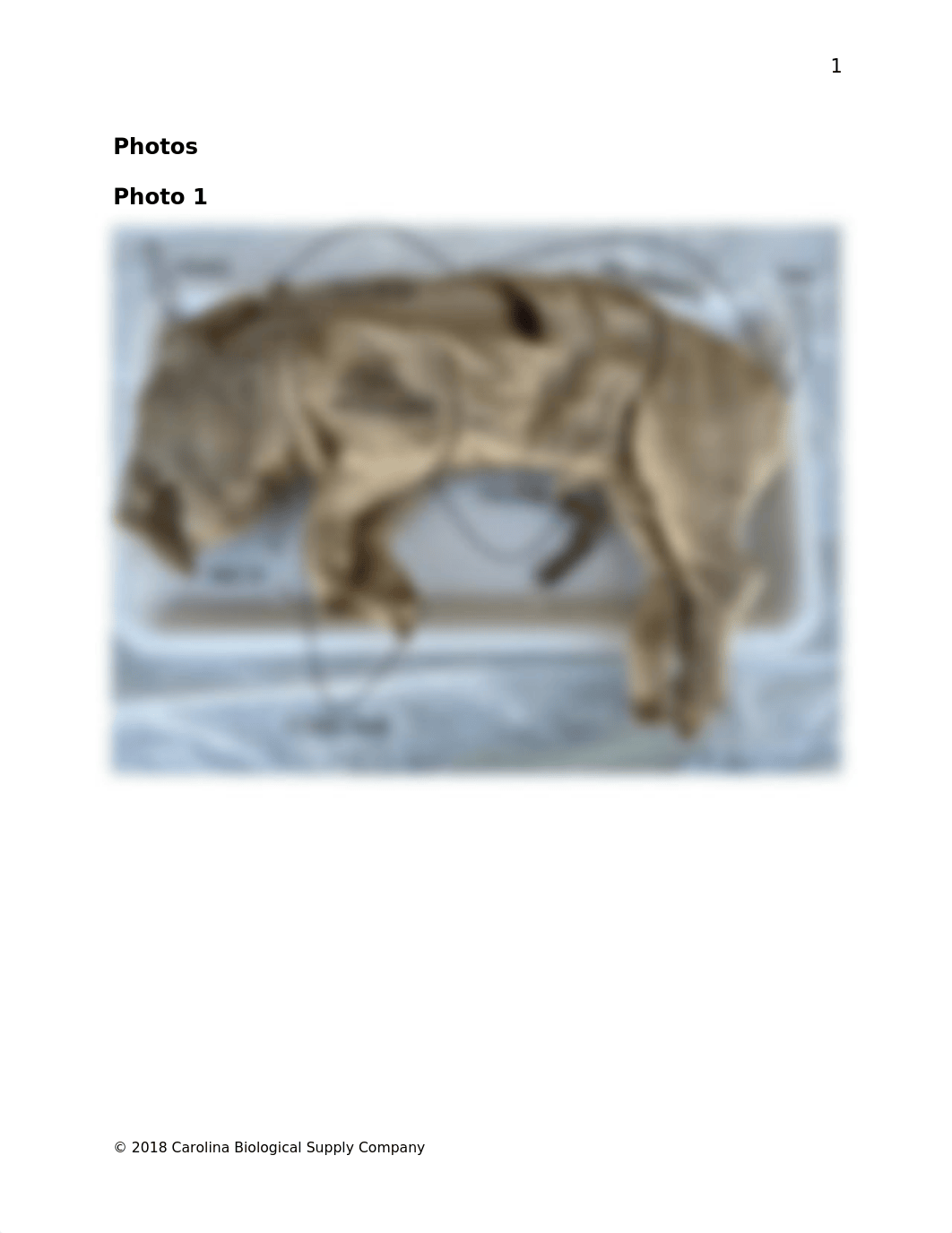 Fetal Pig Dissection.docx_d8ezq3wt4mi_page2