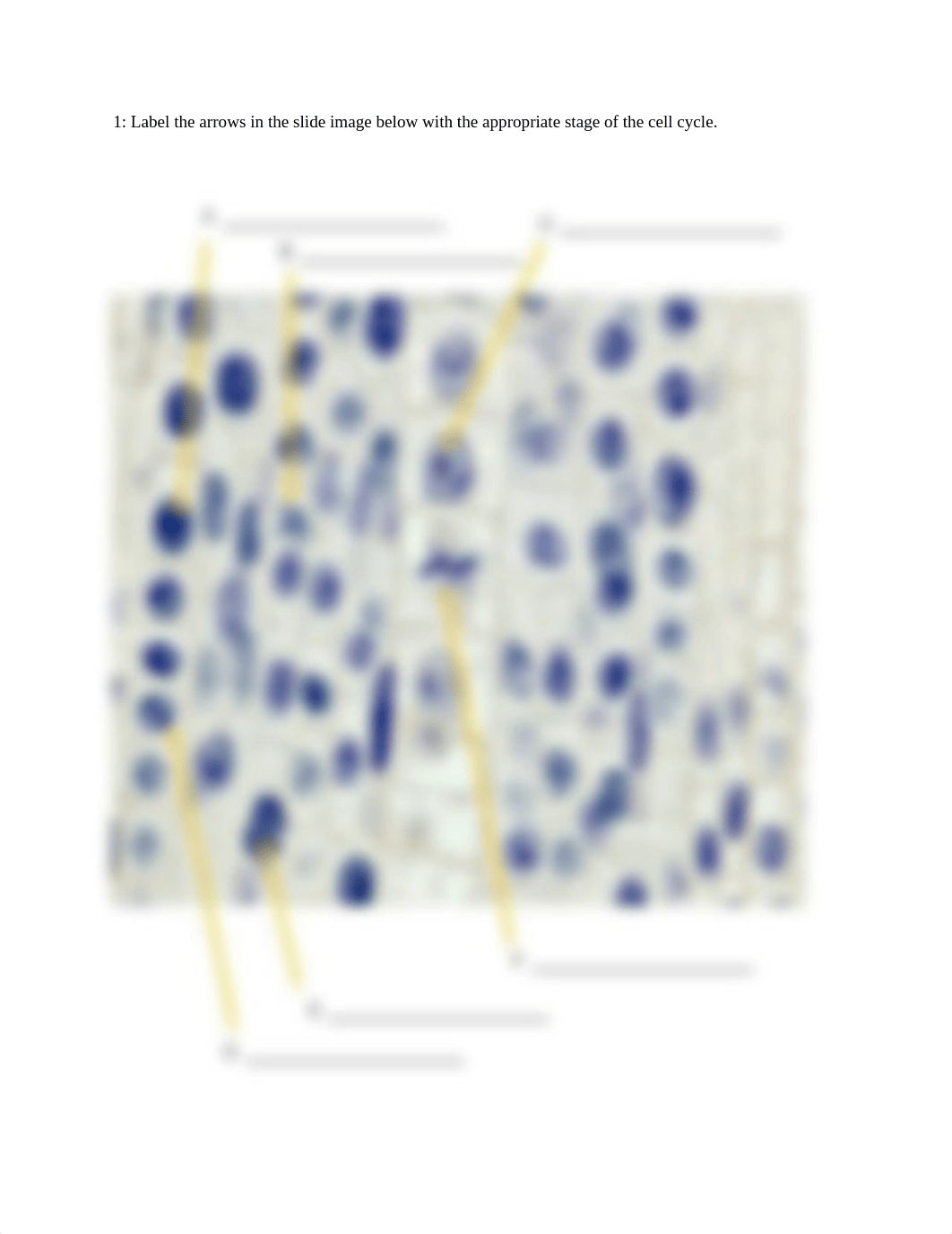Lab 11 Mitosis Questions (2).docx_d8fg0zffmnt_page2