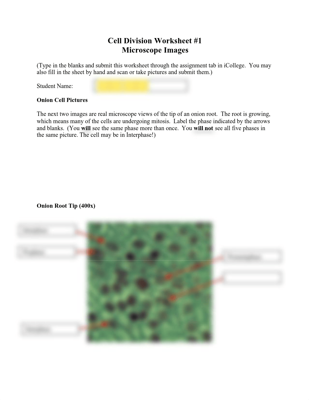 celldivisionworksheet1.pdf_d8gmmuwcn7v_page1