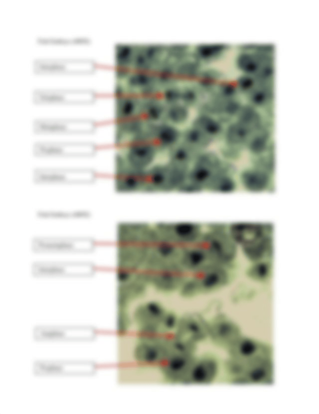 celldivisionworksheet1.pdf_d8gmmuwcn7v_page3