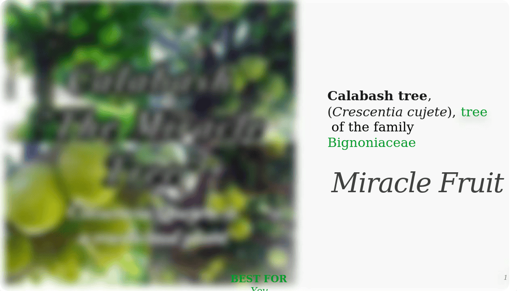 Calabash Miracle Fruit.pptx_d8h34w6mjf1_page1