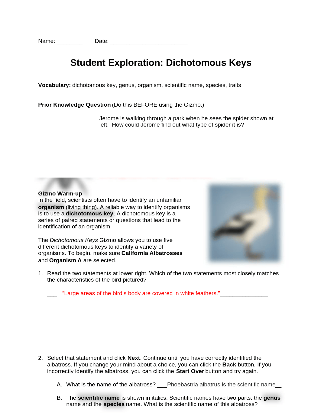 GIZMO dichotomous key.docx_d8hdx3q5yxr_page1