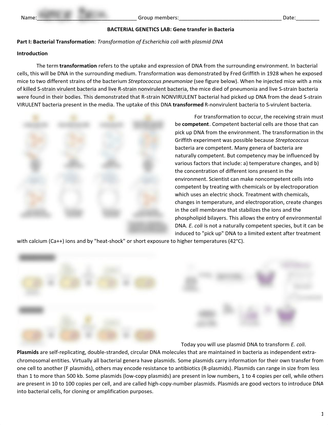 Bacterial genetics_Uploaded-2.pdf_d8i4ksjwv5r_page1