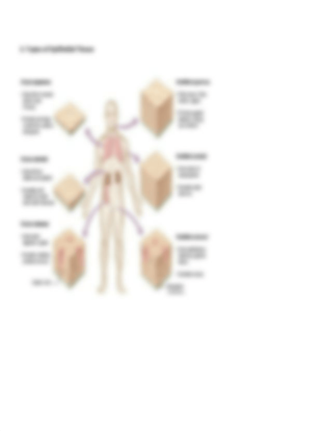 Epithelial: Connective Tissue.docx_d8imc3987dq_page2