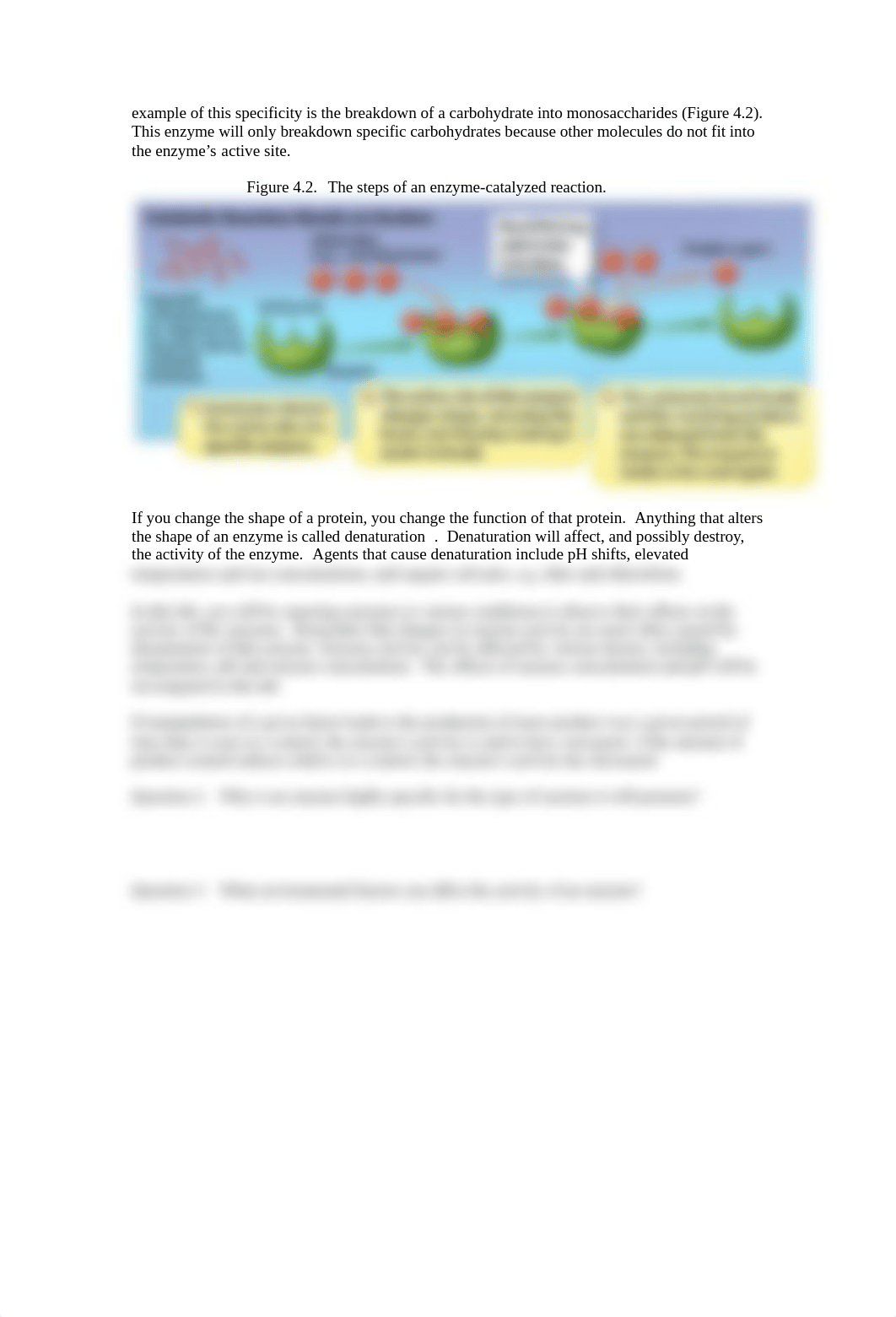 Lab #4  Enzymes RevFA16.pdf_d8irffugdjj_page2