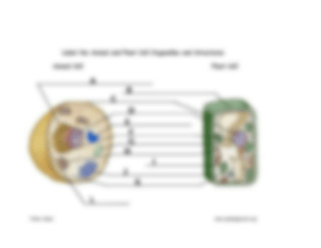 Cell Organelles Assignment.docx_d8j6aet9aos_page3