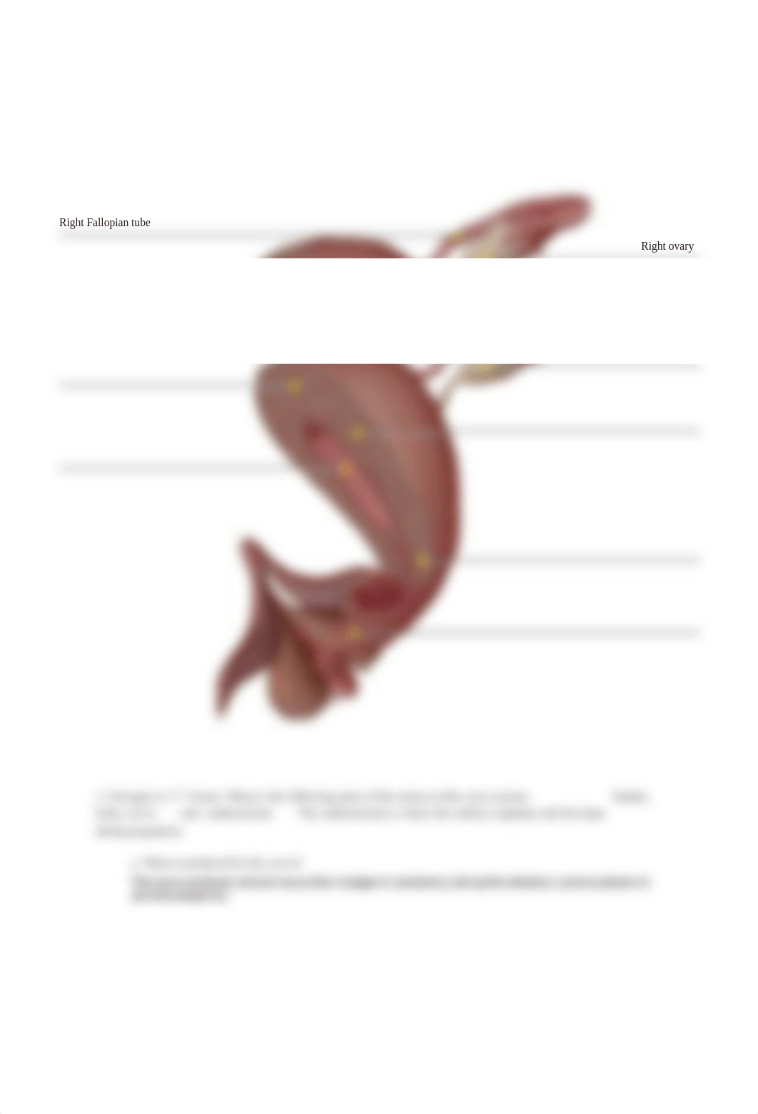 Lab - Female Reproductive System.pdf_d8jug4bff42_page5