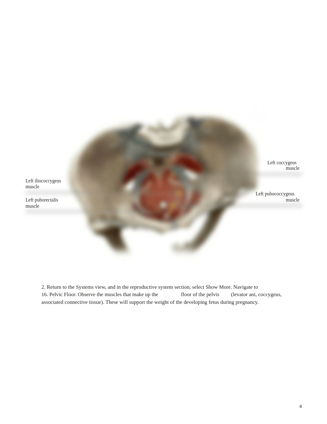 Lab - Female Reproductive System.pdf_d8jug4bff42_page4