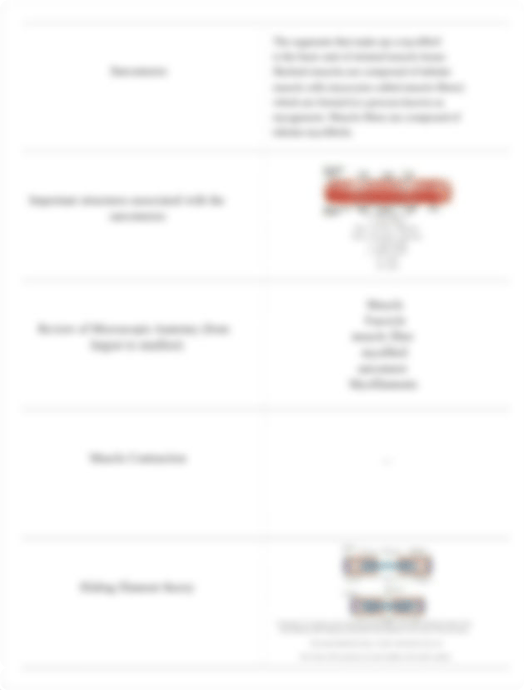 Anatomy 231 Chapter 10 muscle tissue_d8jwv19ba05_page5