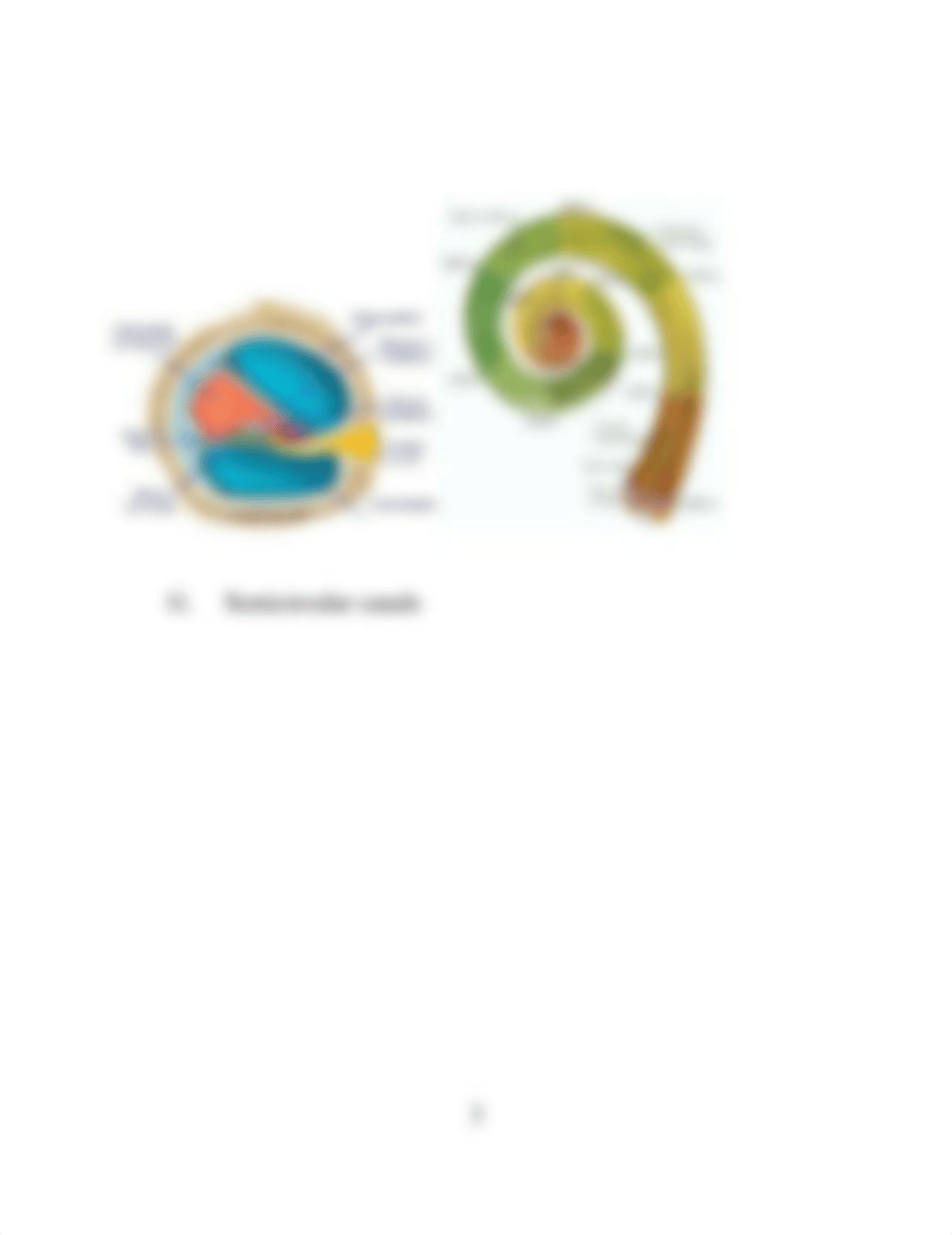 Lecture 1a - Ear, Hearing, and Equilibrium_d8kmadmbak2_page3