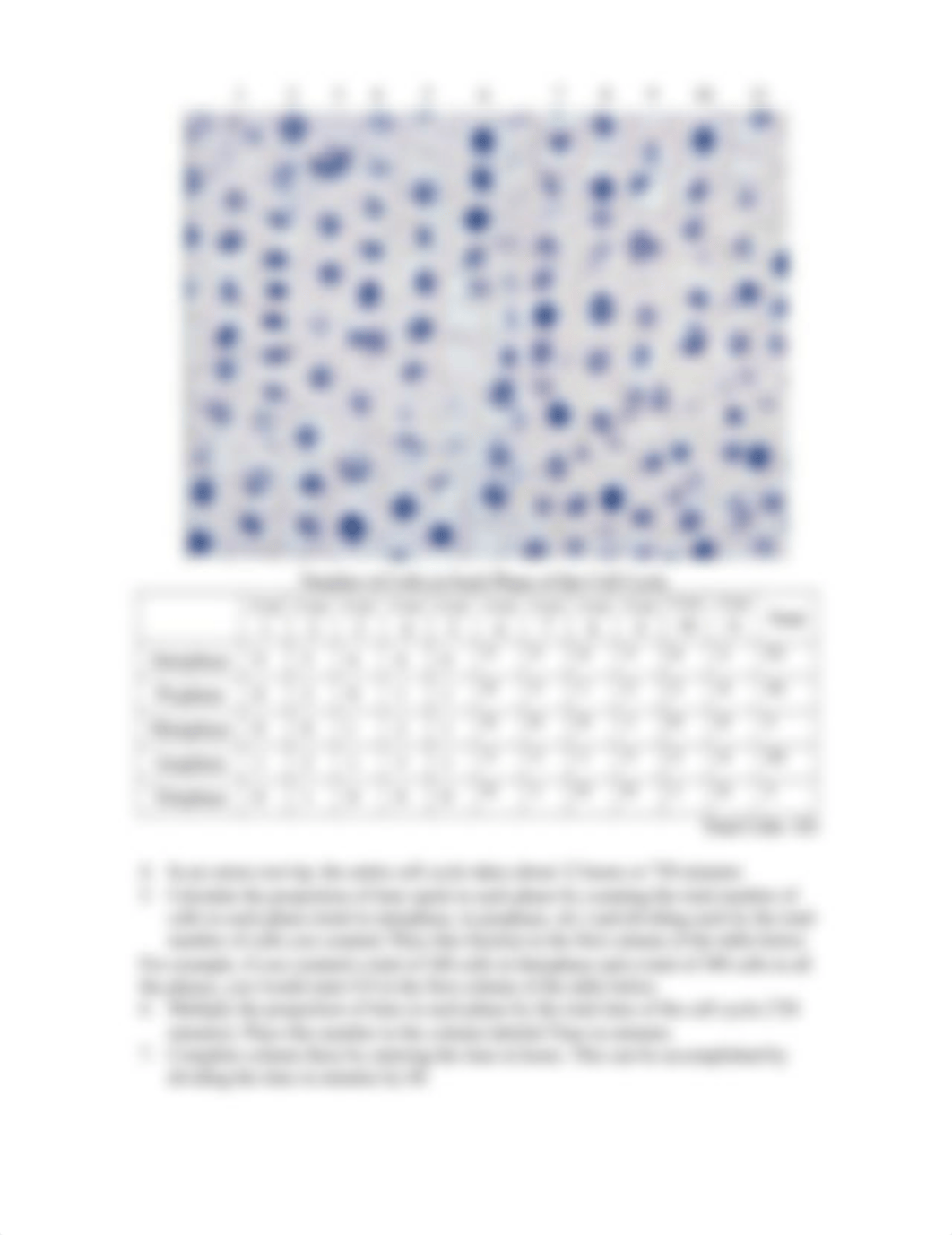 Mitosis in Plant Cells version C-1.docx_d8ktibd65zm_page2