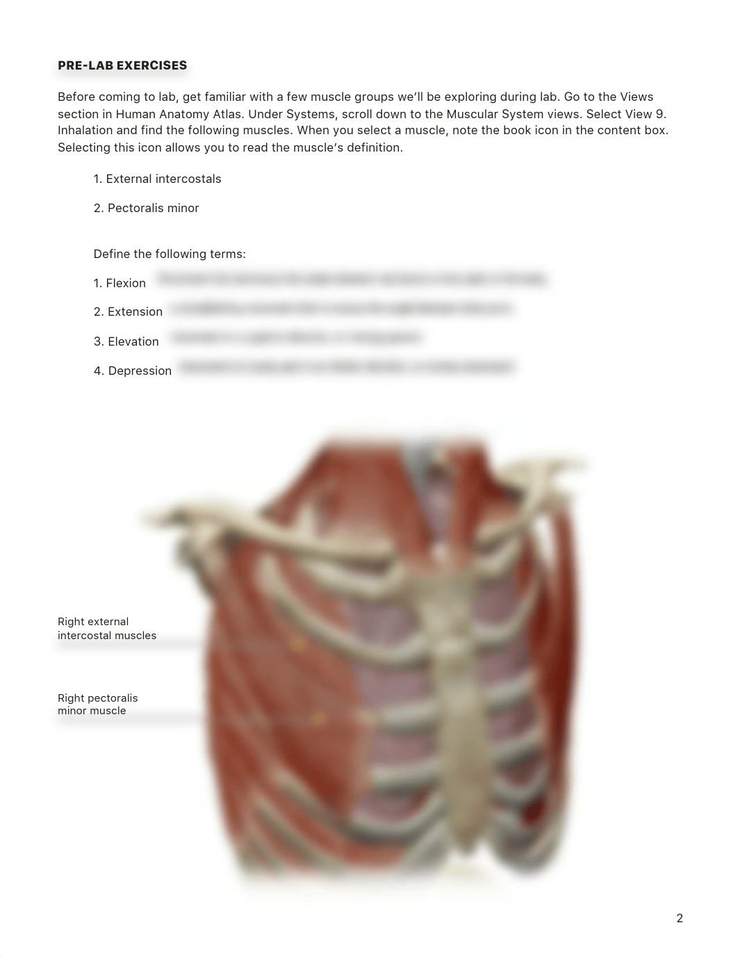 lab manual_muscles abdomen thorax_atlas.pdf_d8kyko0173k_page2