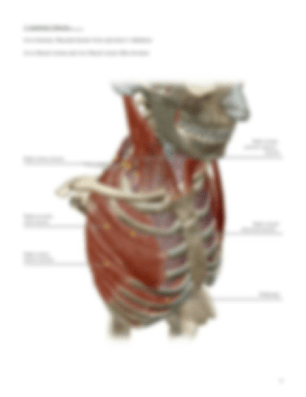 lab manual_muscles abdomen thorax_atlas.pdf_d8kyko0173k_page4