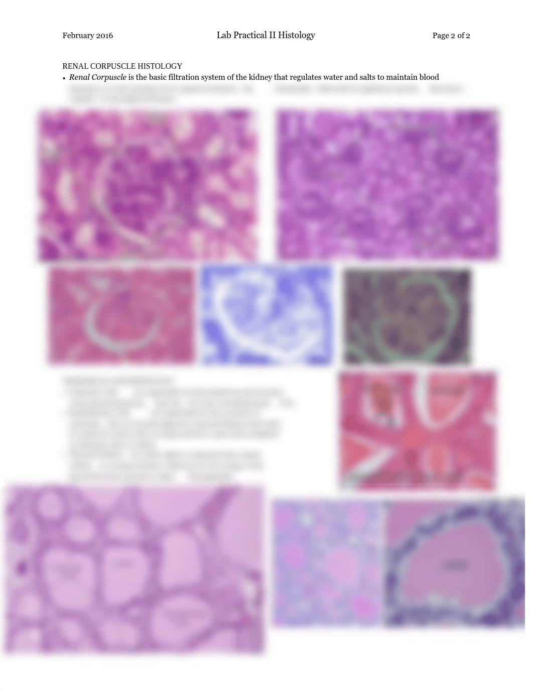 A&P II histology.pdf_d8ljbhkbzwt_page2