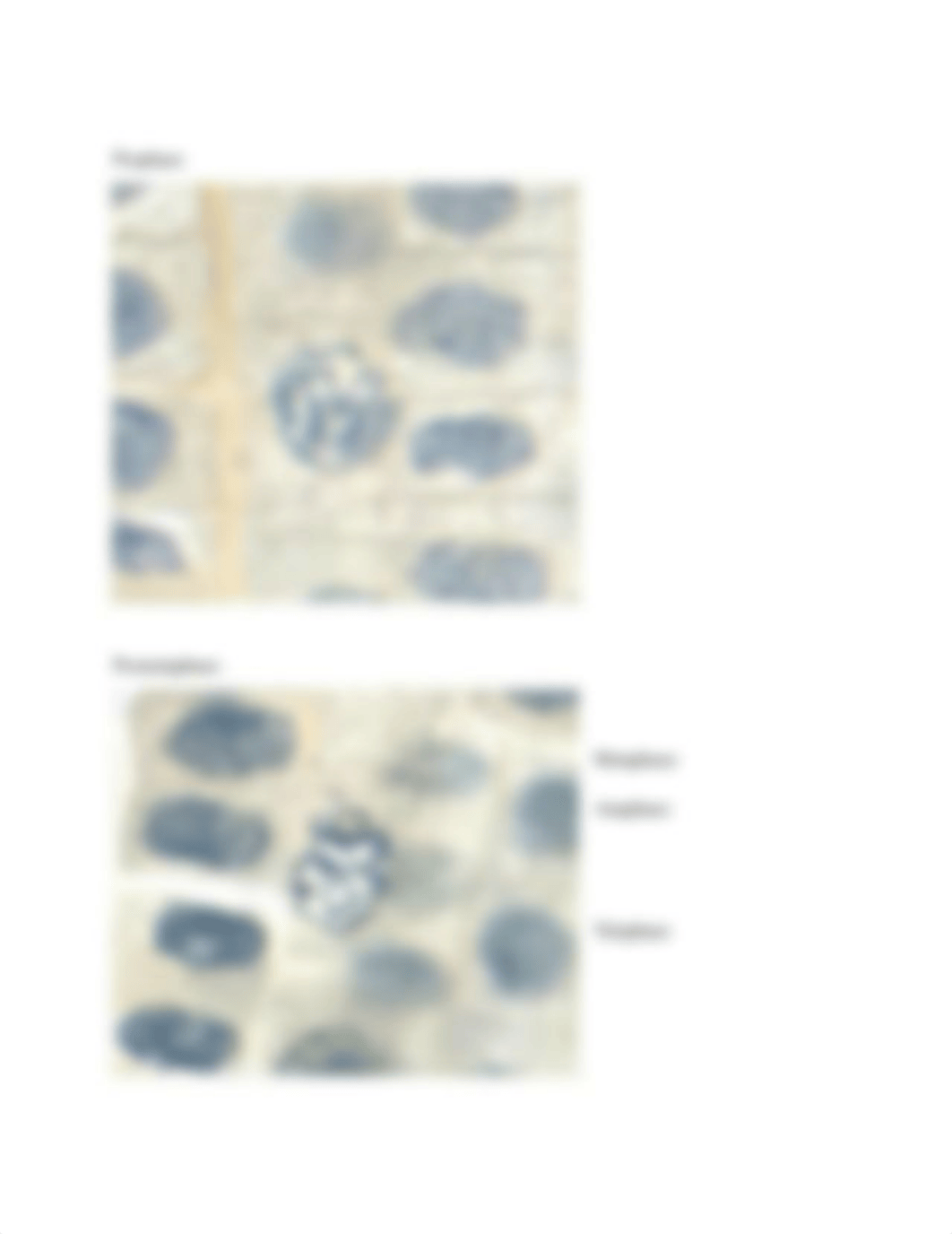 Biology Lab Mitosis Phases of Cell Division July 16 2019 .docx_d8mnp7wjbyt_page2