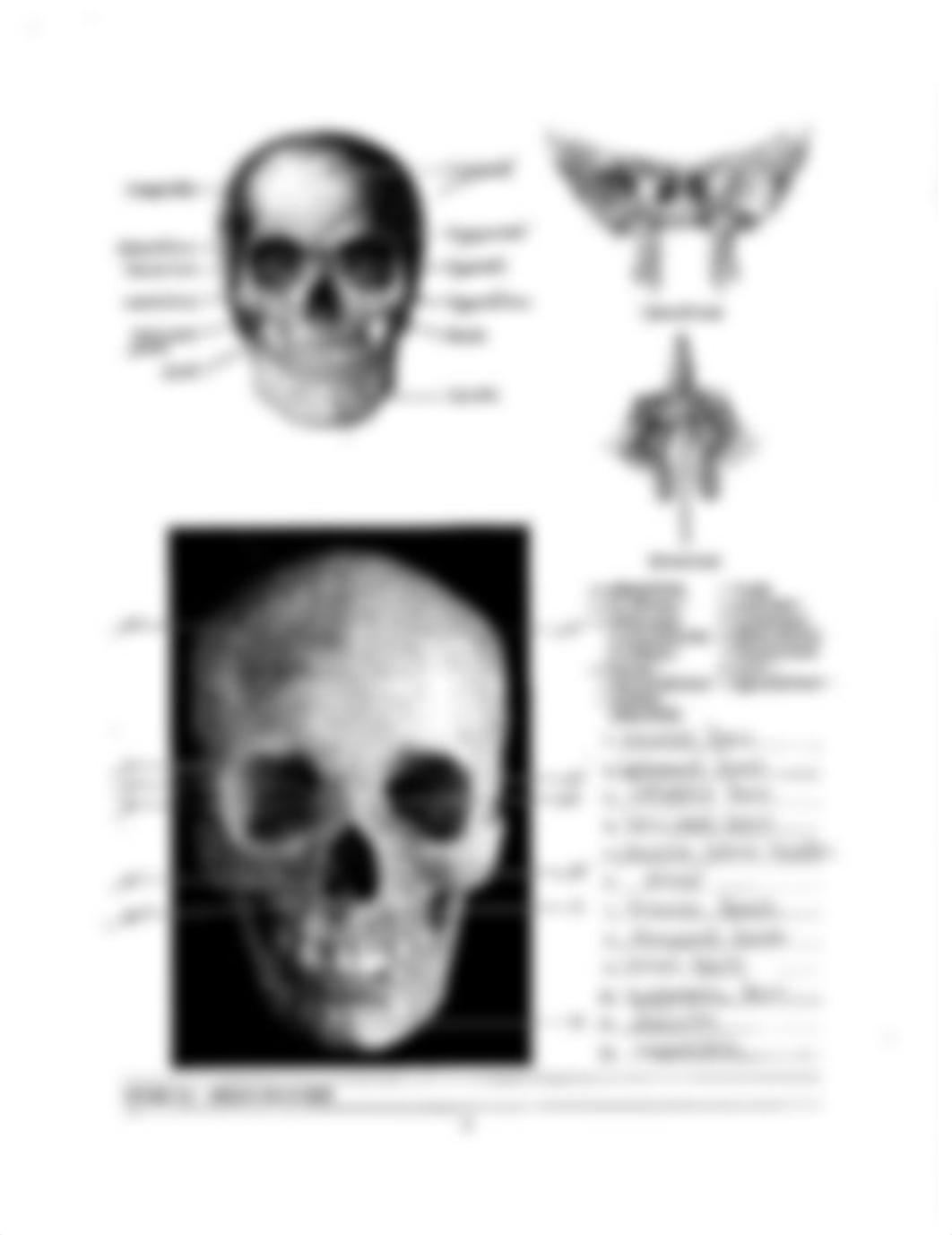 Lab 2 Exam Supplement (Bone Labeling) .pdf_d8mqcsfk3s7_page5