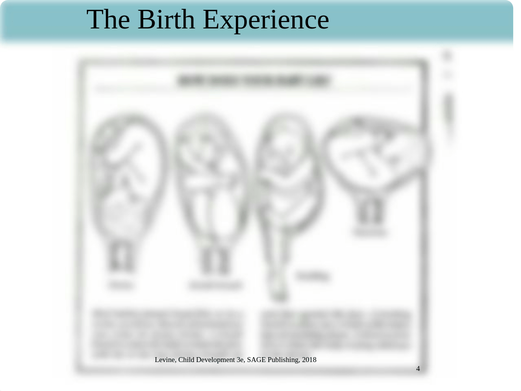 Chapter 5B - Birth & Transition to Parenthood Canvas.pptx_d8n2o2e0pdt_page4