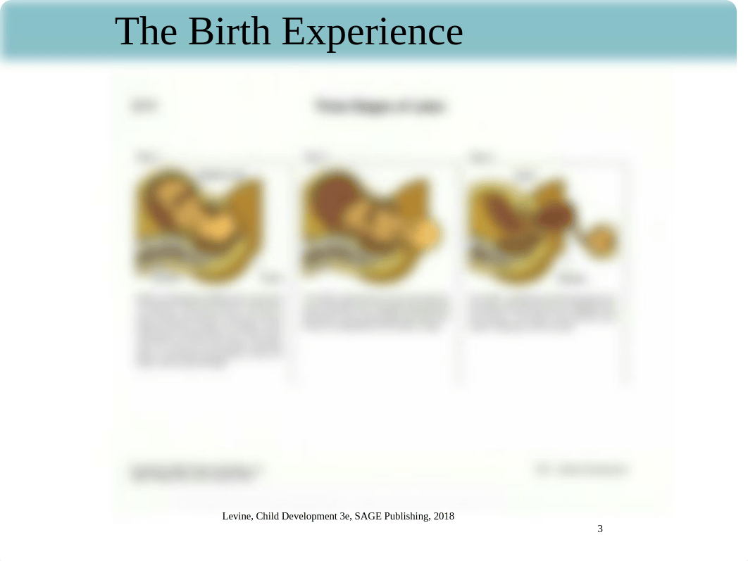 Chapter 5B - Birth & Transition to Parenthood Canvas.pptx_d8n2o2e0pdt_page3