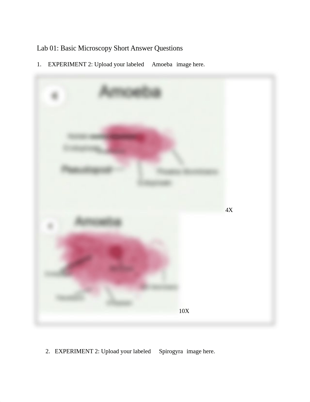 Lab 01 Basic Microscopy Short Answer Questions.docx_d8n4u4e53l0_page1