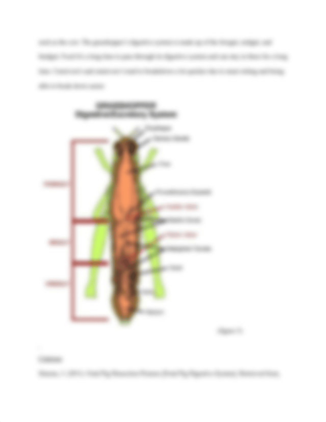 Digestive System_d8n5gire16a_page3