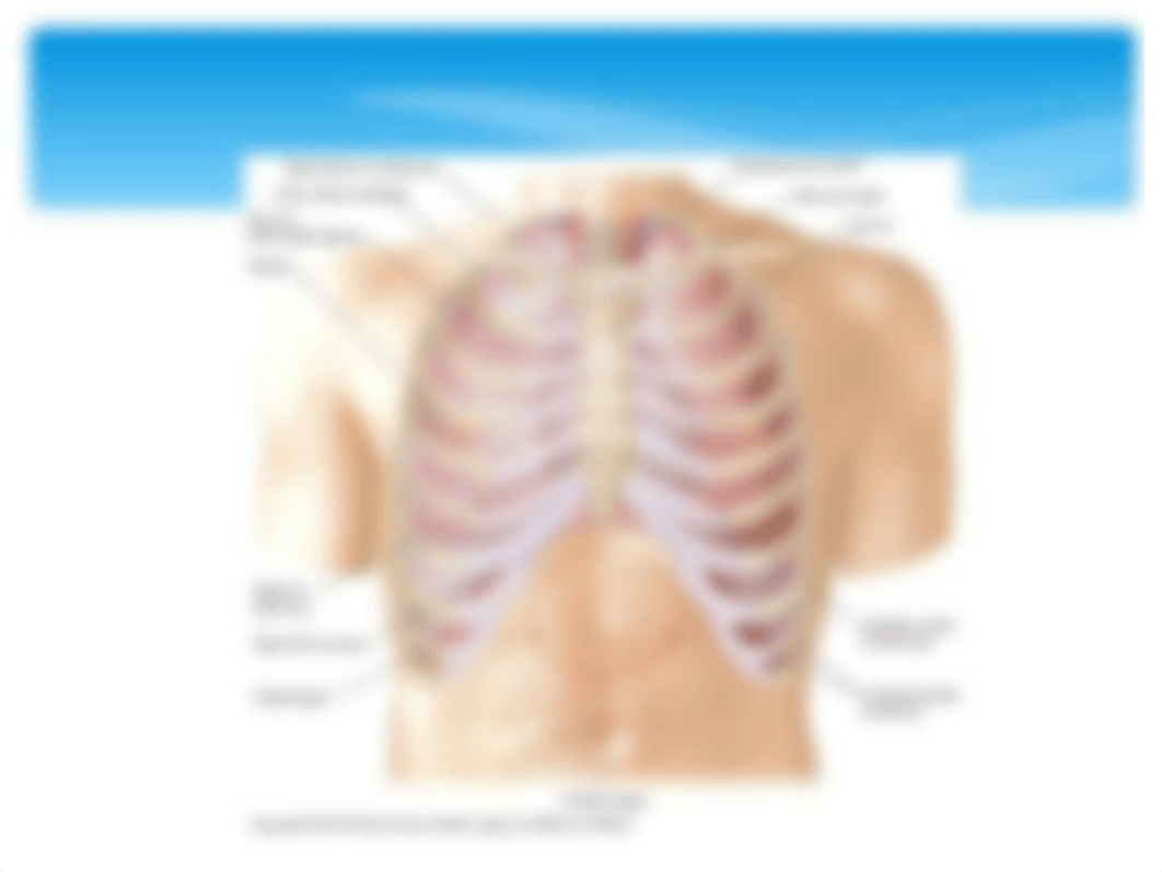 NU650 LUNGS.ppt_d8n953tuvpl_page3