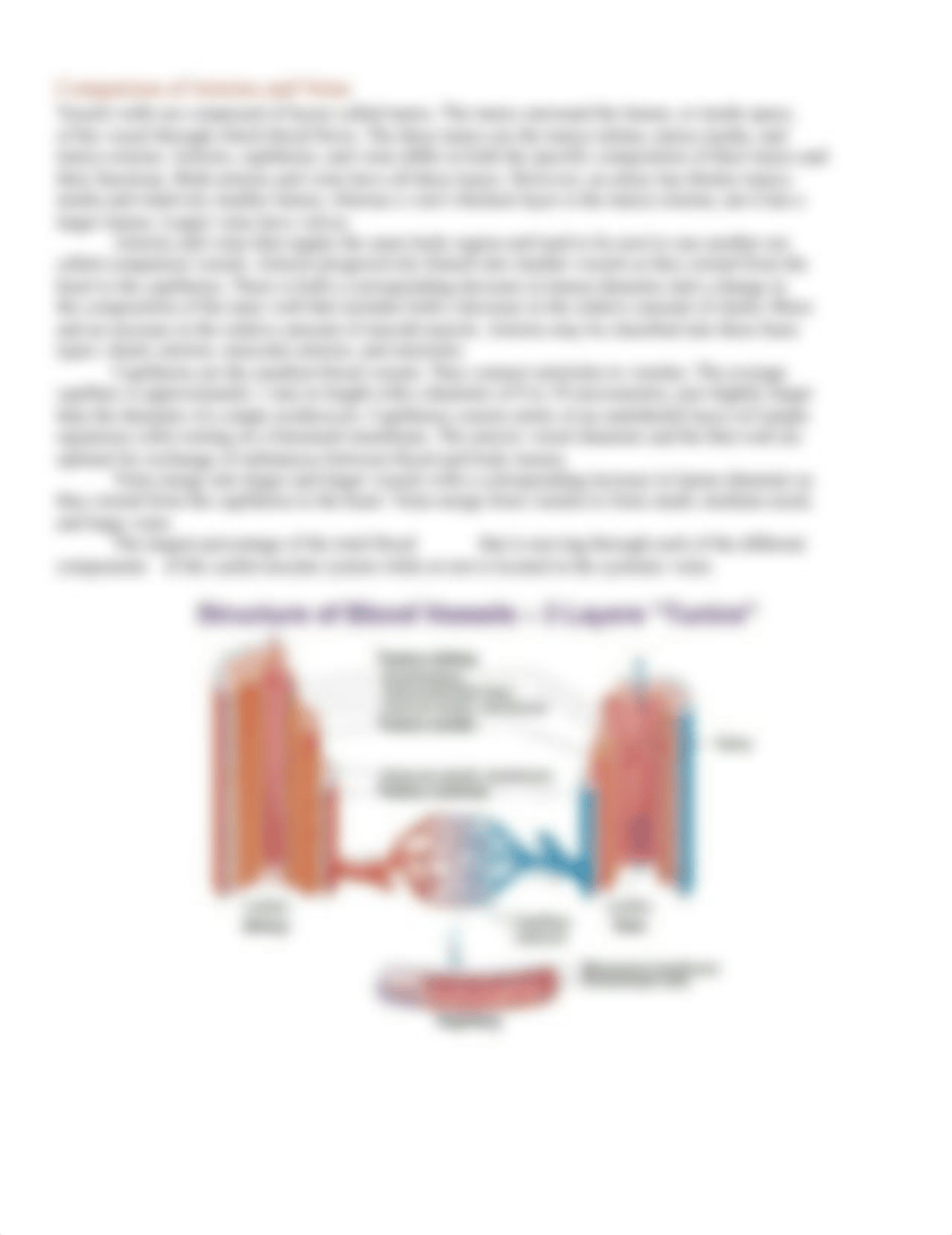 Blood Vessels Lab Activity.docx_d8n9mfhsybv_page2