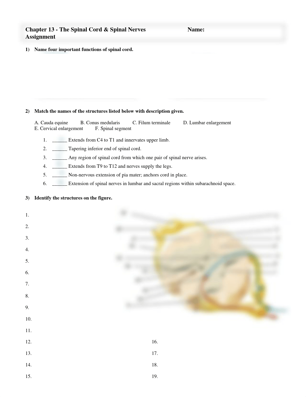 Extra Credit - Chapter 13 Spinal Cord & Nerves (4 Points) Due July 13, 2022.pdf_d8nqcz33x2l_page1