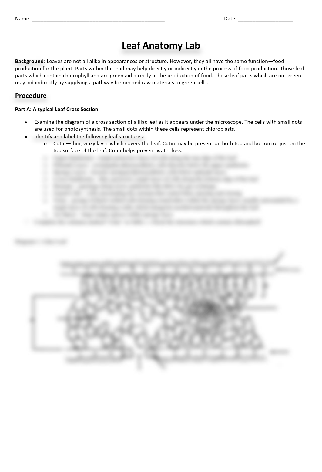 Leaf Anatomy Lab Hon No Hands On Lab.pdf_d8nqrur2cjg_page1