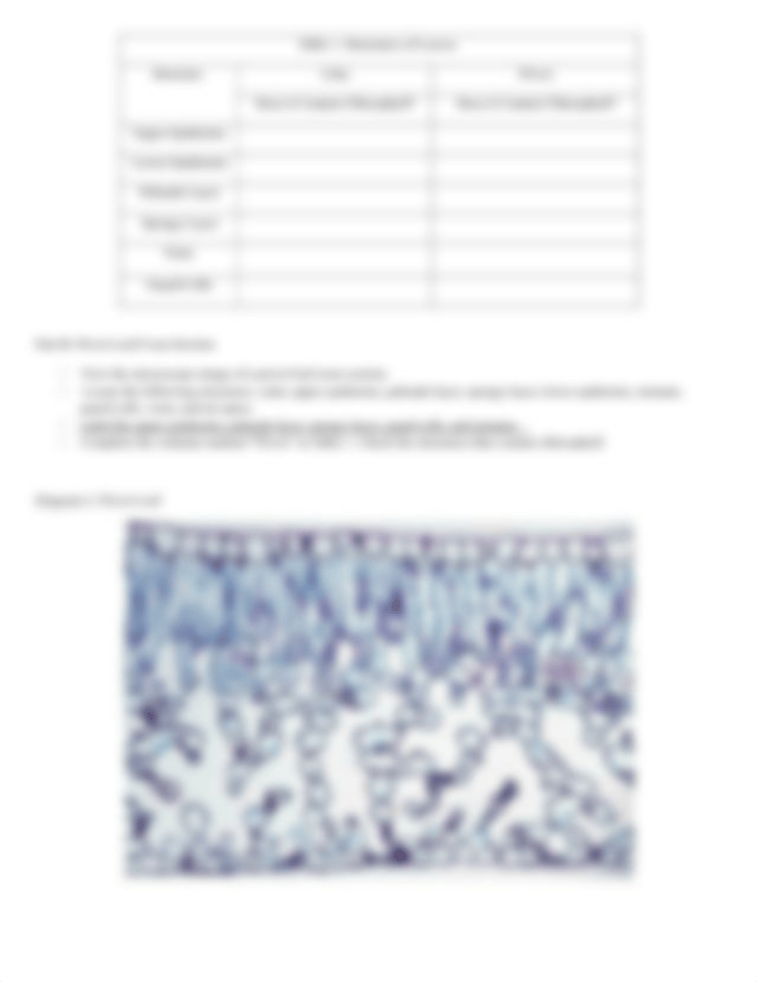 Leaf Anatomy Lab Hon No Hands On Lab.pdf_d8nqrur2cjg_page2