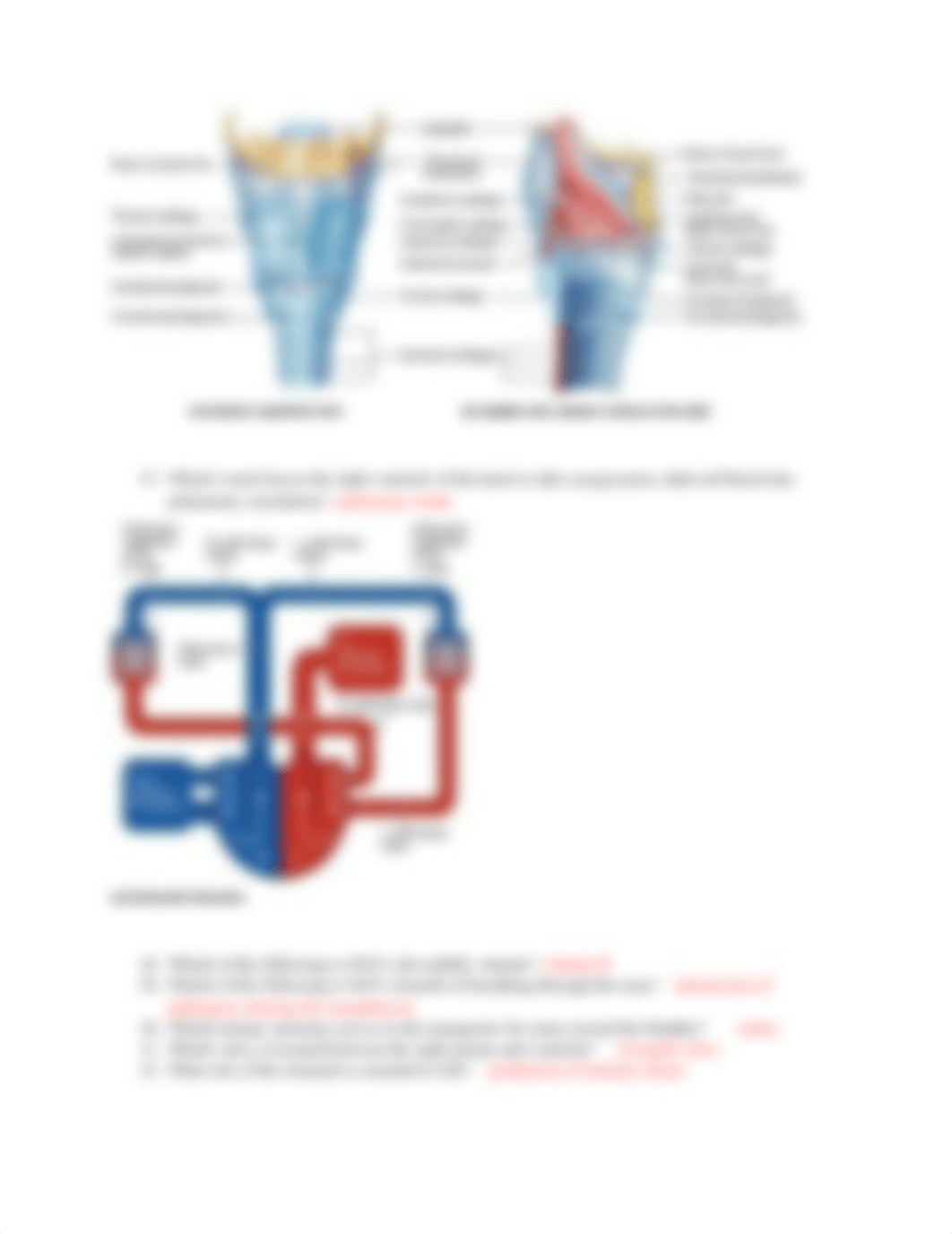 a&p final exam review_d8o3n8nvv9q_page3