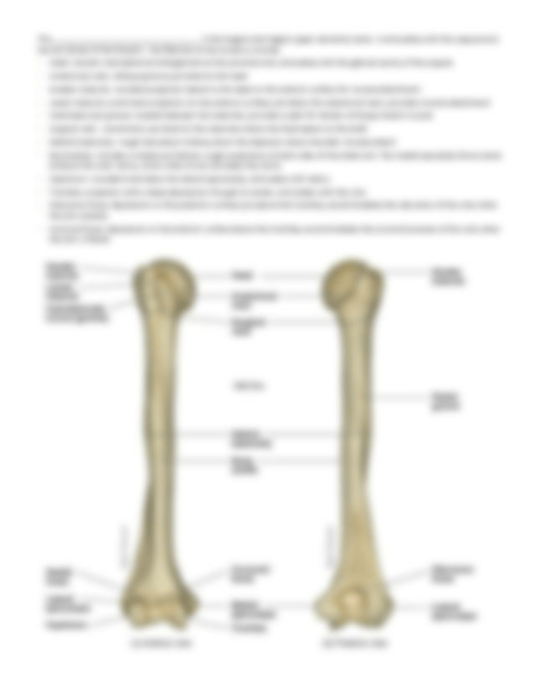 Appendicular Skeleton - Student.pdf_d8oqogv119r_page3