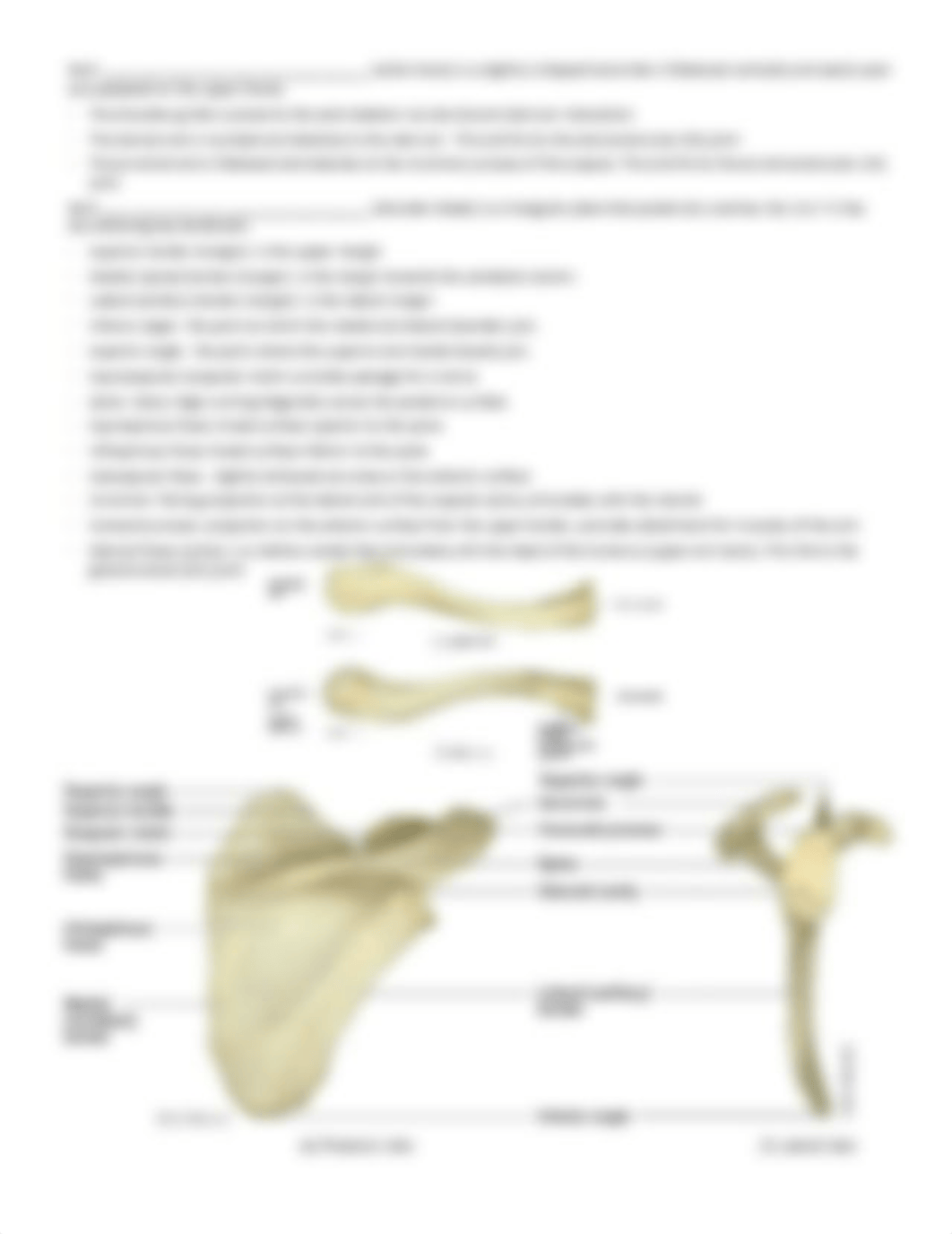 Appendicular Skeleton - Student.pdf_d8oqogv119r_page2