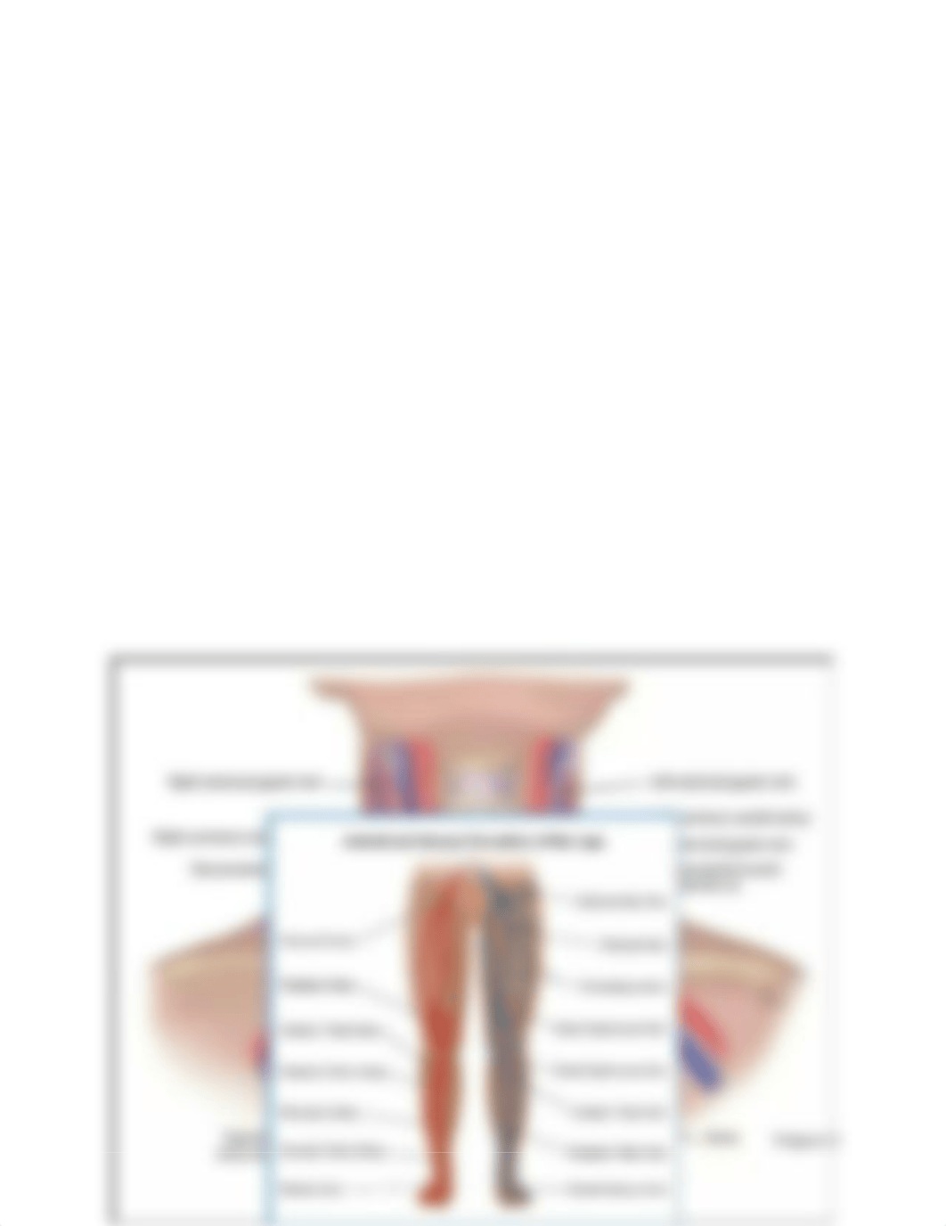 Blood Vessels Study Guide.docx_d8ov86vr7yv_page2