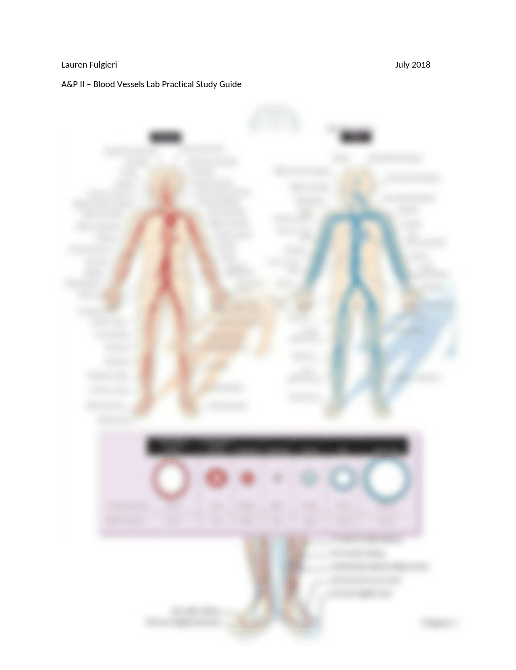 Blood Vessels Study Guide.docx_d8ov86vr7yv_page1