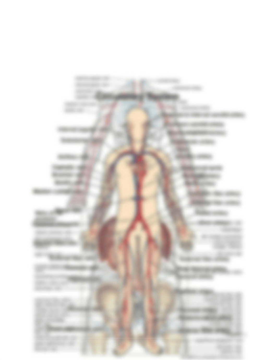 Blood Vessels Study Guide.docx_d8ov86vr7yv_page3