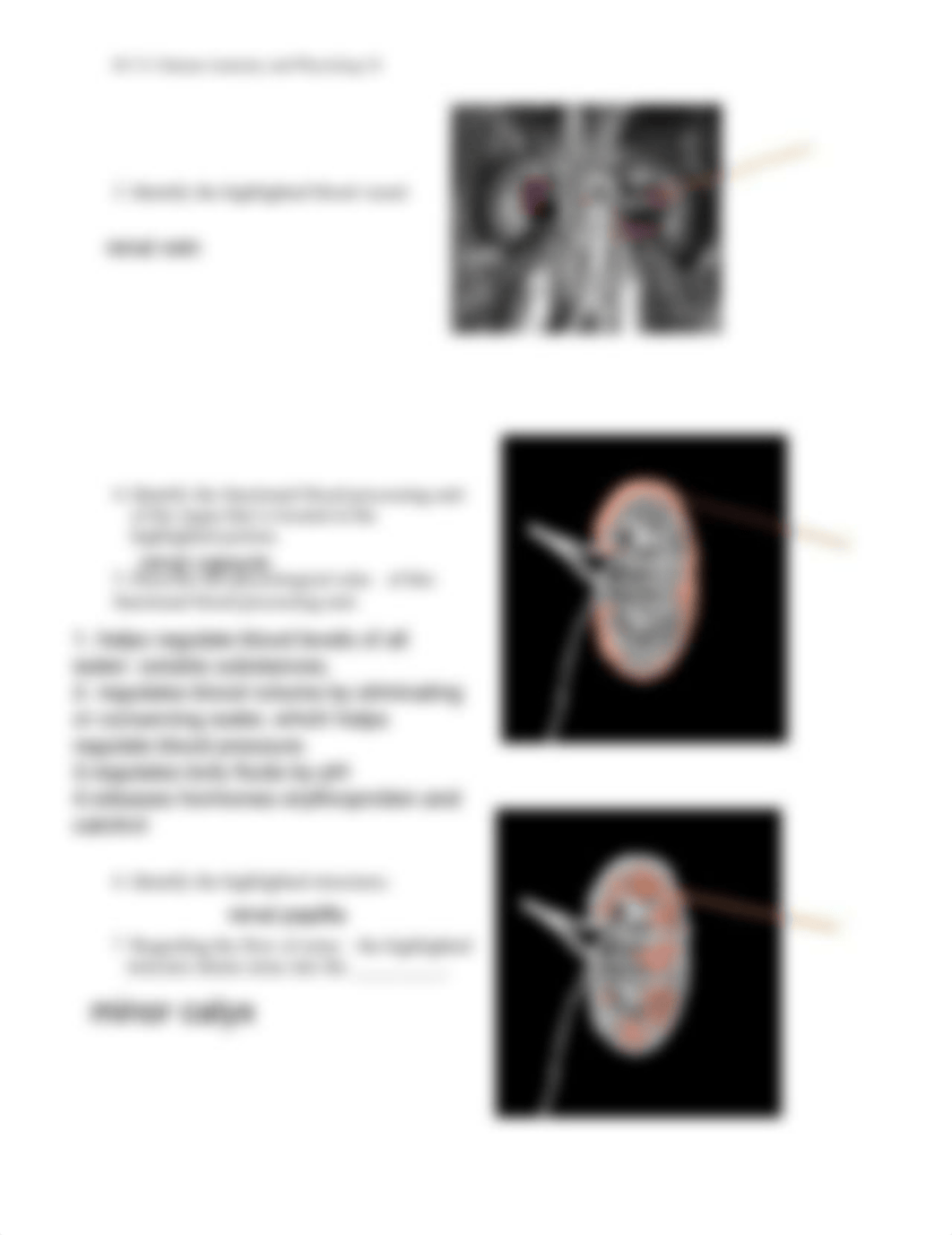 Unit 6 Assignment Real Anatomy WS.pdf_d8pn6d1qfr5_page2