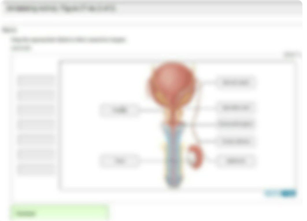 Reproductive Anatomy &amp; Physiology_d8pox0c1ybz_page4