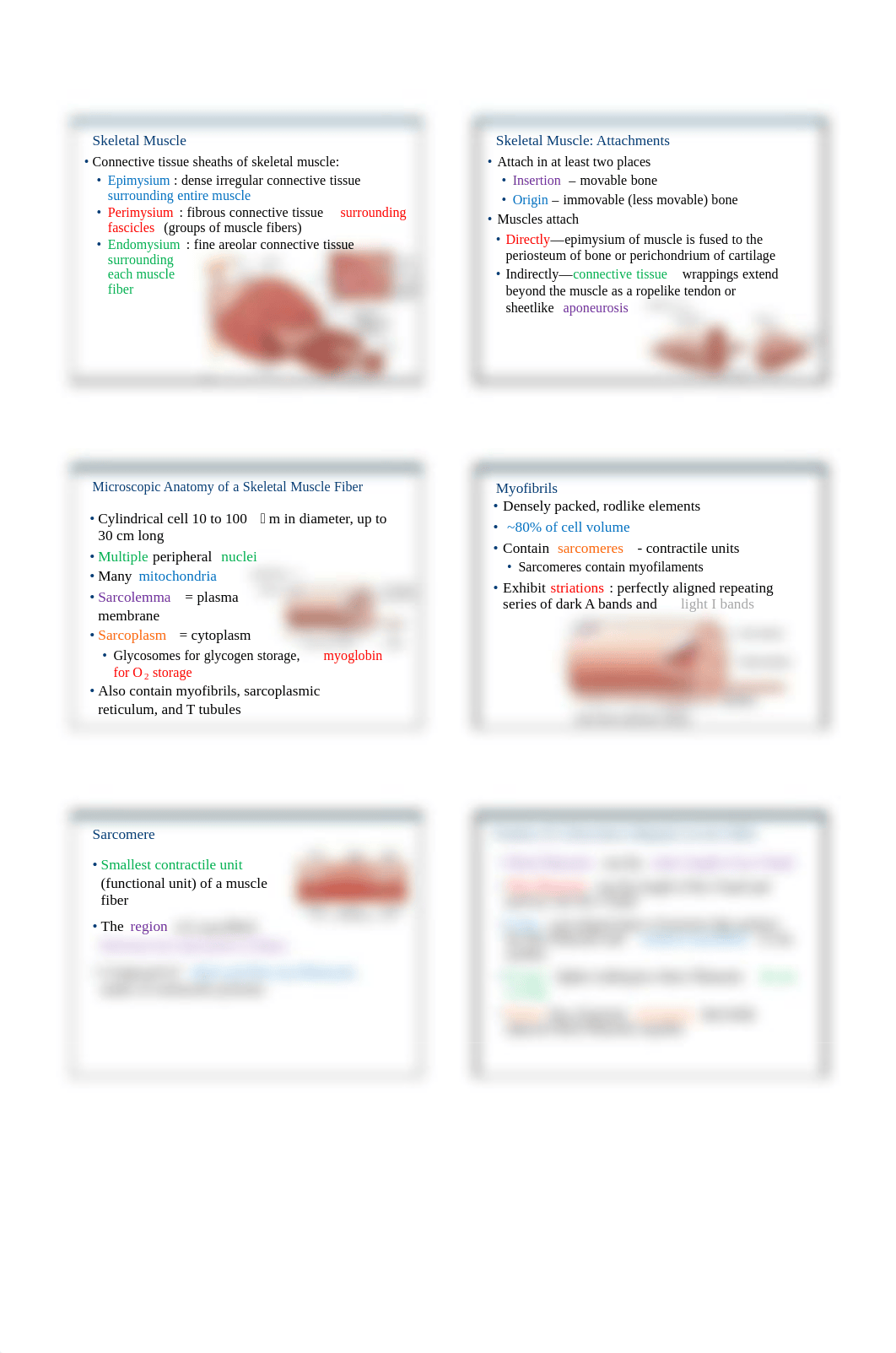 Ch09_Muscles_Slides_PartA.pdf_d8pv08bmqw8_page3