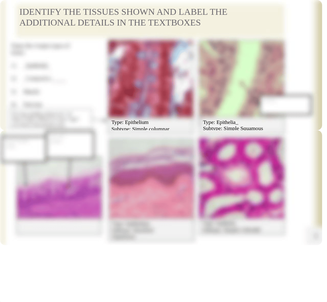 Lab 3 Assignment - Tissues (1).pptx_d8pybj3cqqr_page2