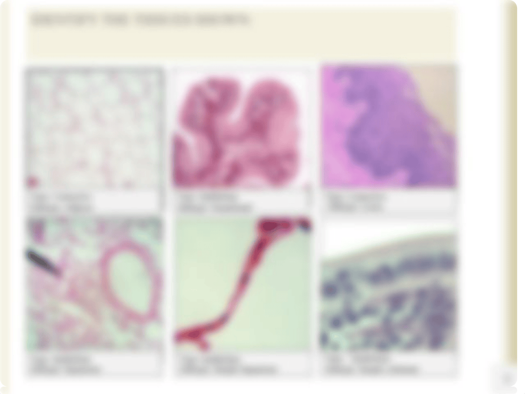 Lab 3 Assignment - Tissues (1).pptx_d8pybj3cqqr_page3