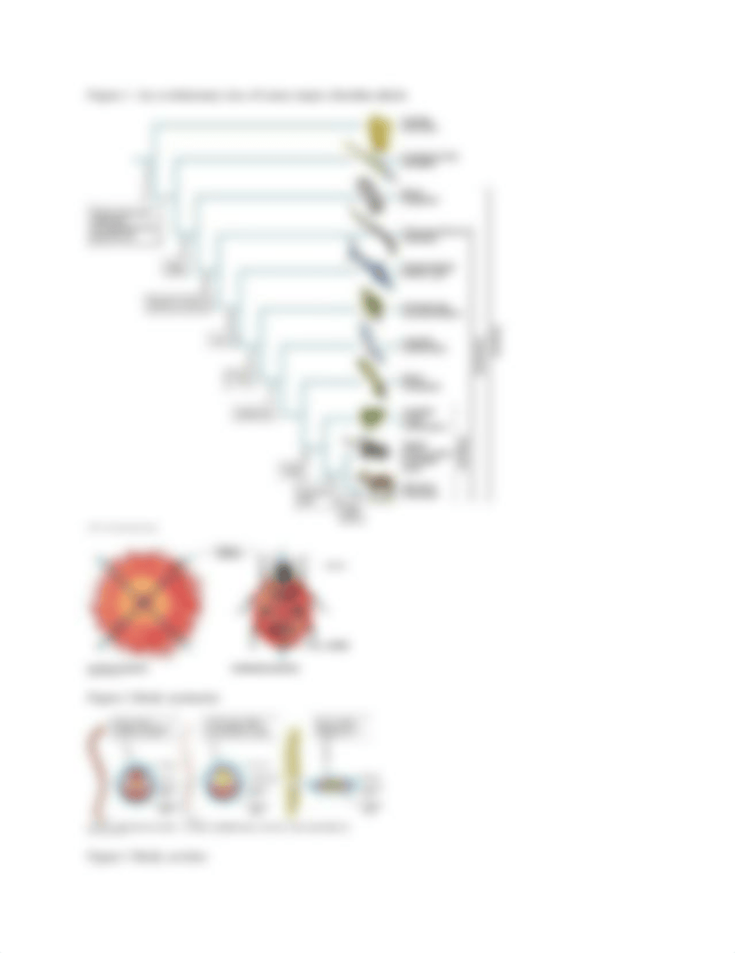 Lab 6 Vertebrate Animal Diversity (3).docx_d8q8qwpqgx2_page3