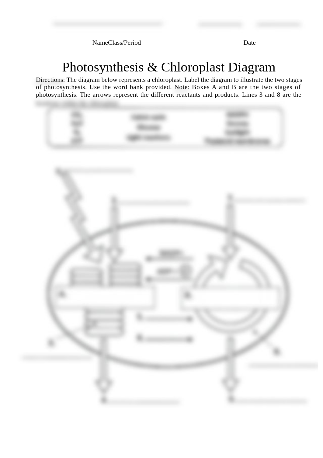 Photosynthesis and Chloroplast Diagram (1).docx_d8r8bqhowqn_page1