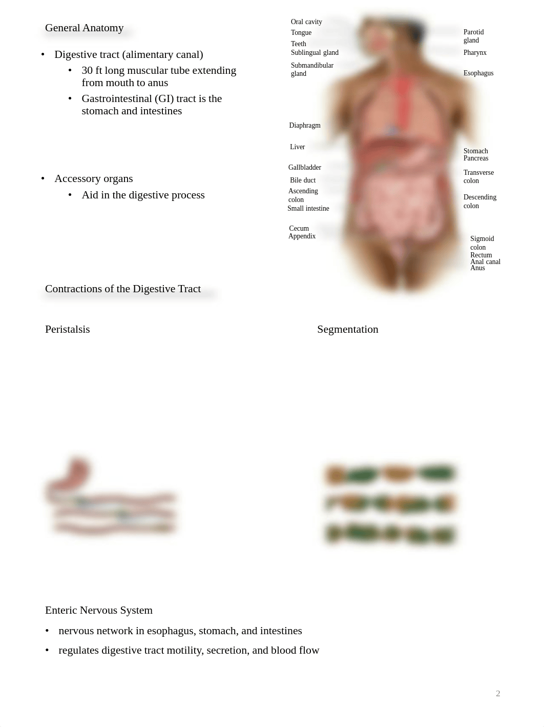 A&P Chapter 25 - Digestive System Notes.pdf_d8s781wymb9_page2