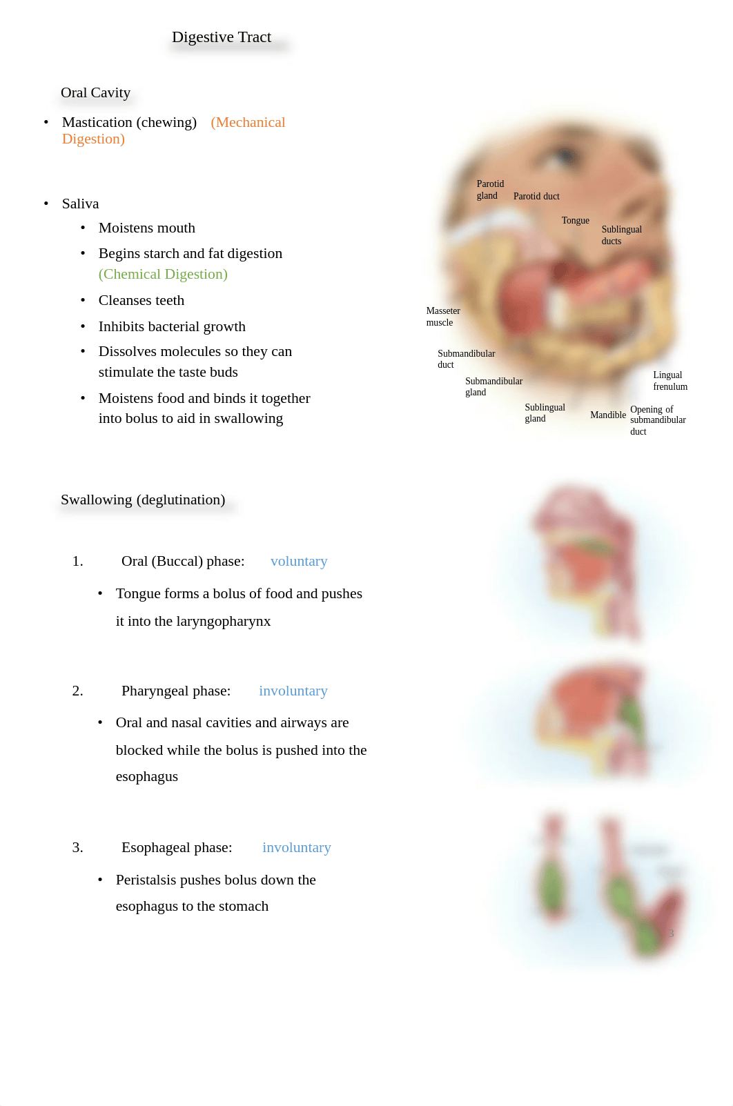 A&P Chapter 25 - Digestive System Notes.pdf_d8s781wymb9_page3