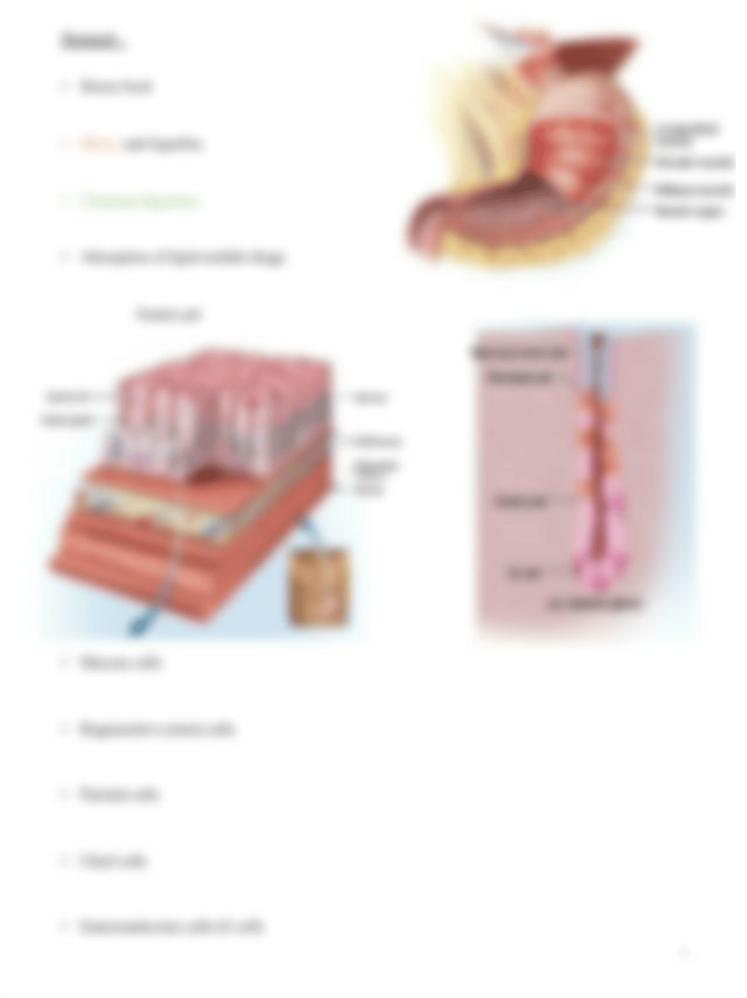 A&P Chapter 25 - Digestive System Notes.pdf_d8s781wymb9_page4