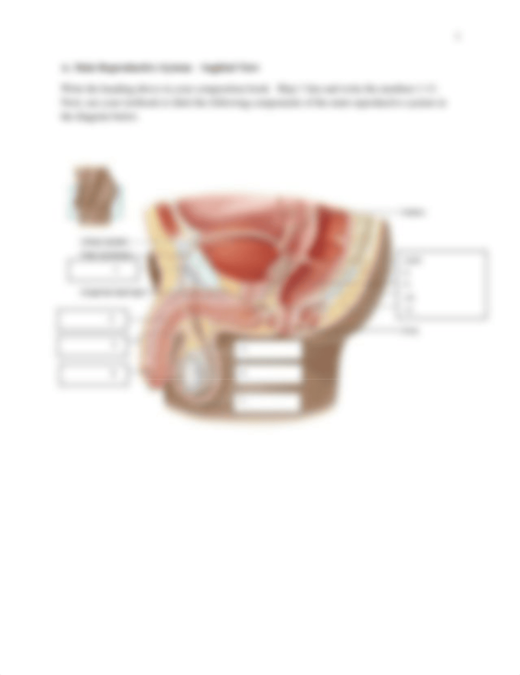 BIO_302_-_Virtual_Reproductive_System_Lab (1).pdf_d8sswmmkind_page2